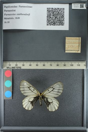 Media type: image;   Entomology 180191